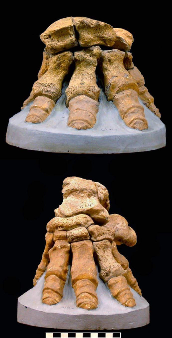 L'elefante nano Morimentu